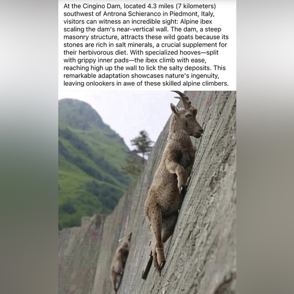 - #7 Follow Game 🐾🐶 - Picture 13 of 16